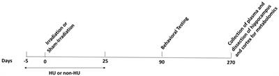 Effects of 5-Ion Beam Irradiation and Hindlimb Unloading on Metabolic Pathways in Plasma and Brain of Behaviorally Tested WAG/Rij Rats